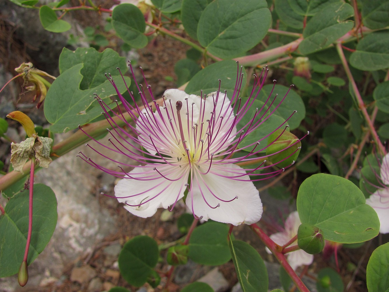 Изображение особи Capparis orientalis.
