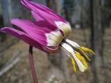 View full-size image Erythronium sibiricum