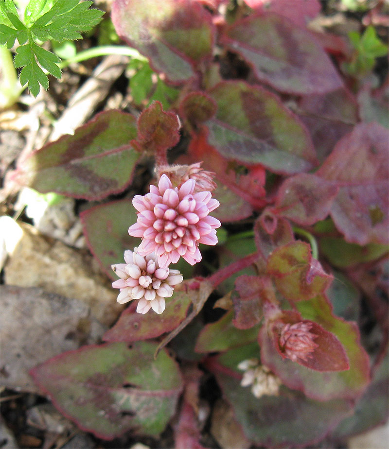 Image of Persicaria capitata specimen.