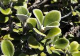Brachyglottis bidwillii