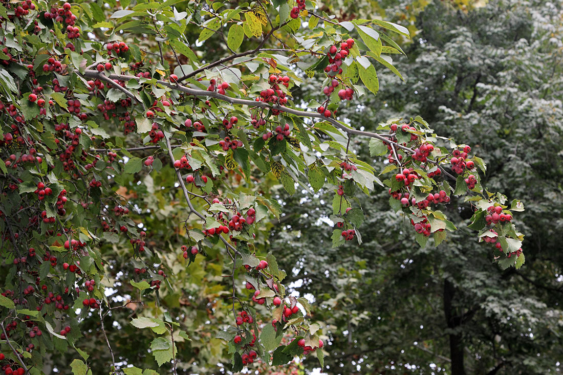 Image of Crataegus lauta specimen.