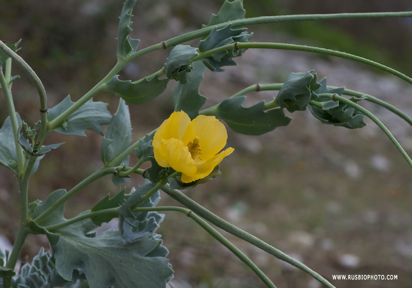 Изображение особи Glaucium flavum.