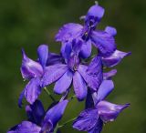 Delphinium consolida