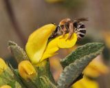 Phlomis viscosa. Цветок с самкой дикой пчелы Eucera (Synhalonia) sp. Israel, Mount Carmel. 21.05.2011.