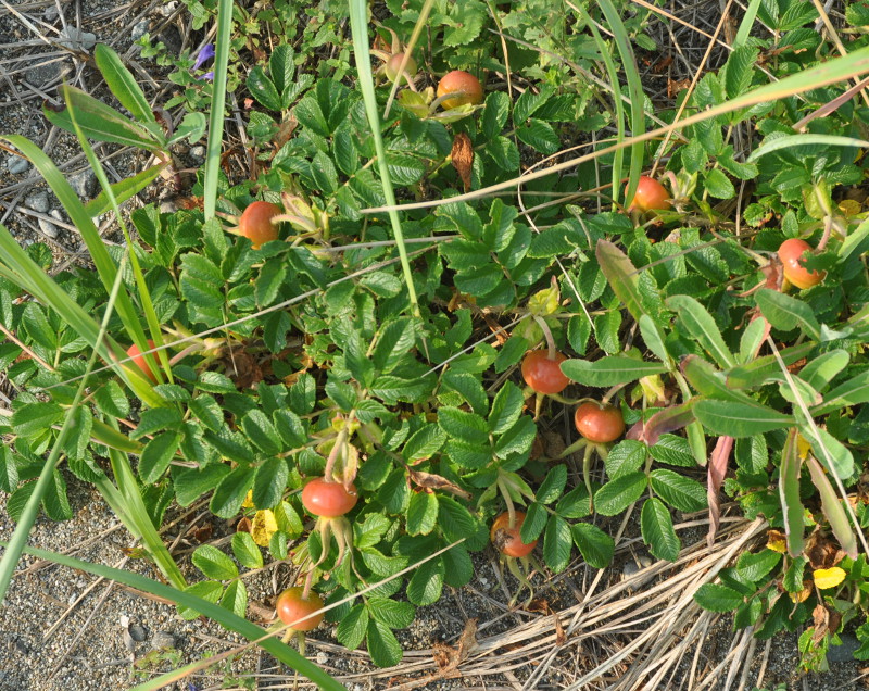 Изображение особи Rosa rugosa.