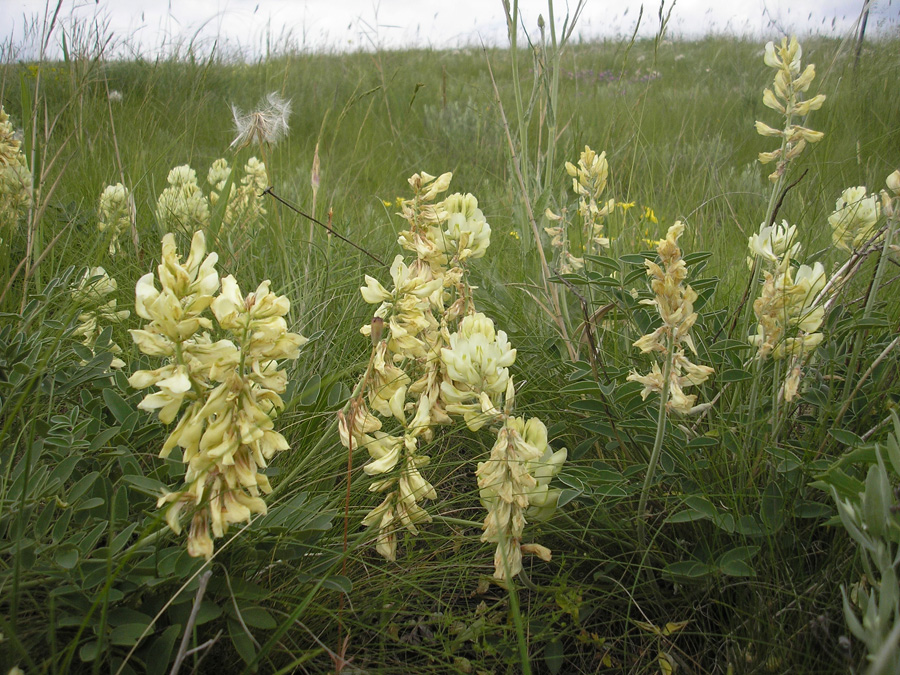 Image of Hedysarum grandiflorum specimen.
