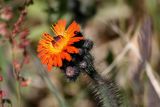 Pilosella aurantiaca