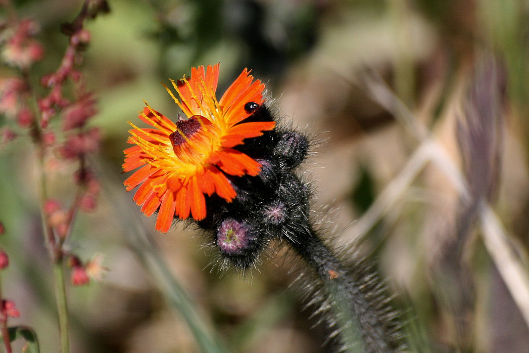 Изображение особи Pilosella aurantiaca.