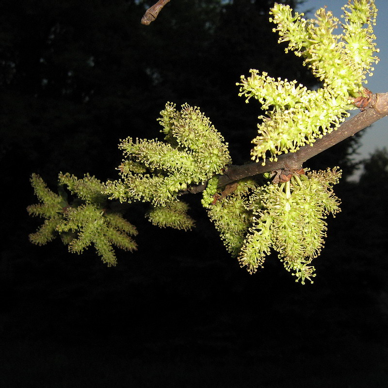 Image of Morus alba specimen.