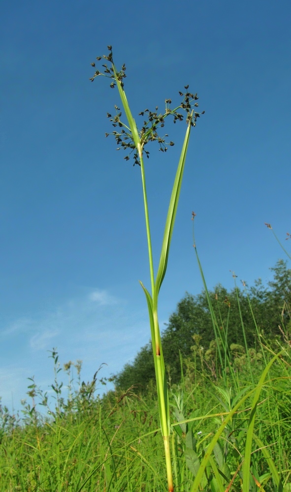 Image of Scirpus sylvaticus specimen.