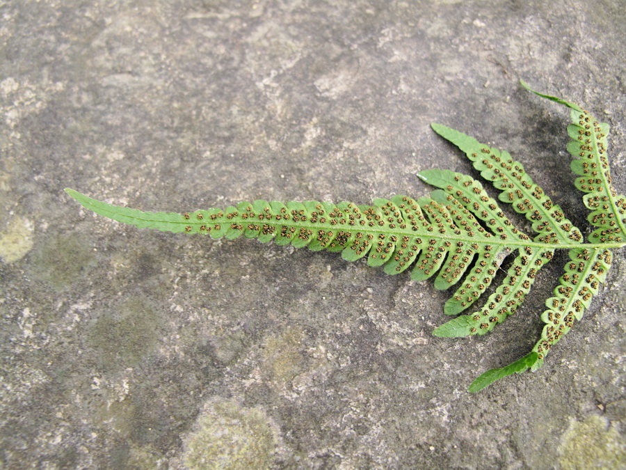 Image of genus Dryopteris specimen.