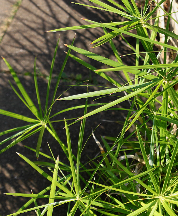 Image of Cyperus involucratus specimen.