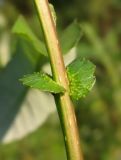 Salix triandra