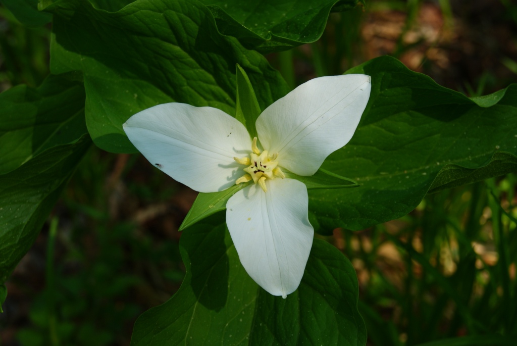 Image of Trillium camschatcense specimen.