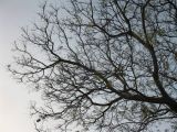 Jacaranda mimosifolia