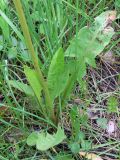 род Taraxacum. Прикорневая розетка листьев. Свердловская обл., городской округ Верхняя Пышма, окр. с. Мостовское, разнотравная поляна в берёзовом лесу. 11.06.2012.