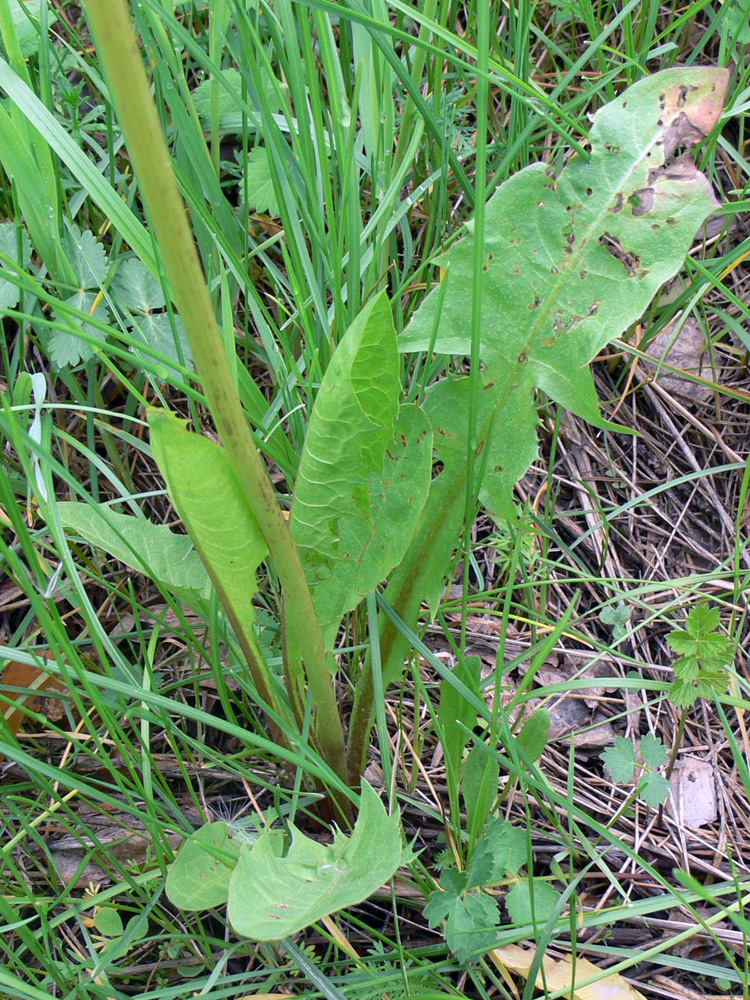 Изображение особи род Taraxacum.