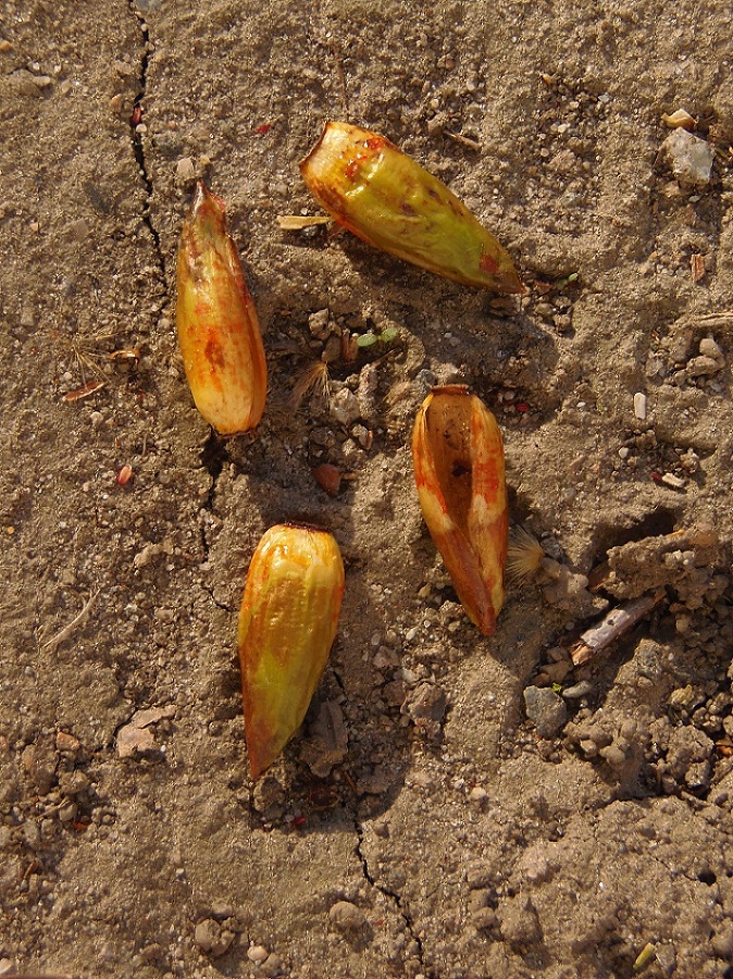 Image of Populus deltoides specimen.