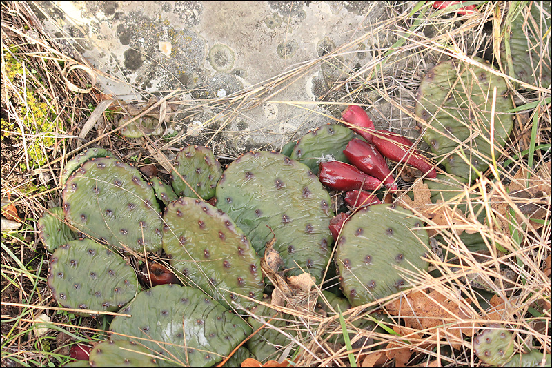 Image of Opuntia humifusa specimen.