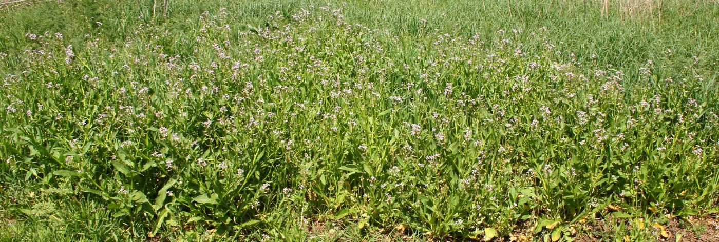 Image of Chorispora tenella specimen.