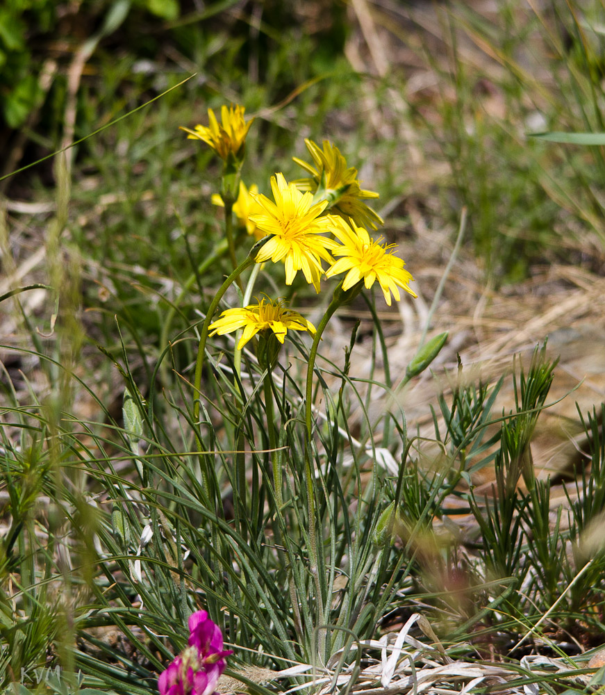 Image of Scorzonera austriaca specimen.