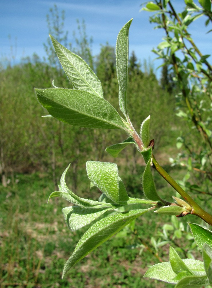 Изображение особи Salix &times; smithiana.