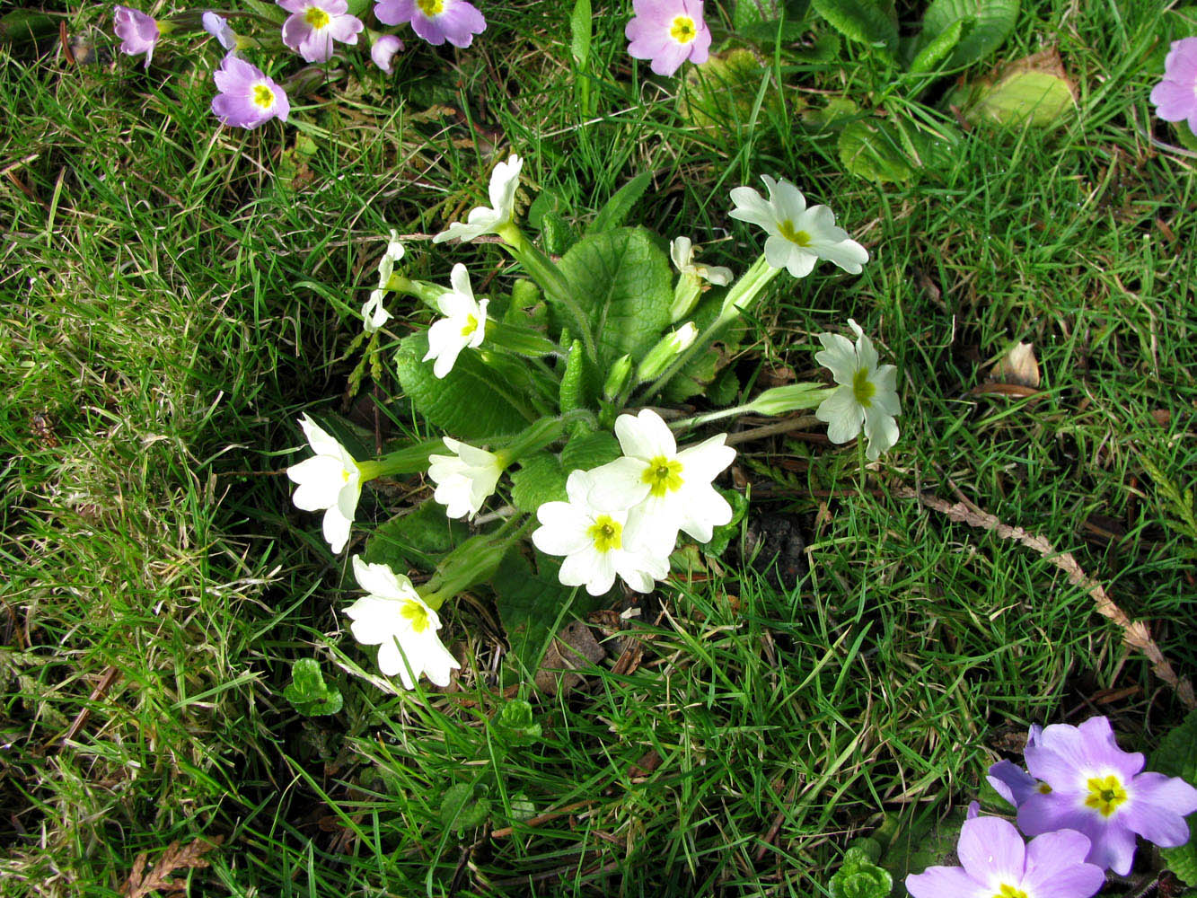 Изображение особи Primula vulgaris.