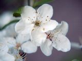 Prunus cerasifera. Цветки. Санкт-Петербург. 12 мая 2009 г.