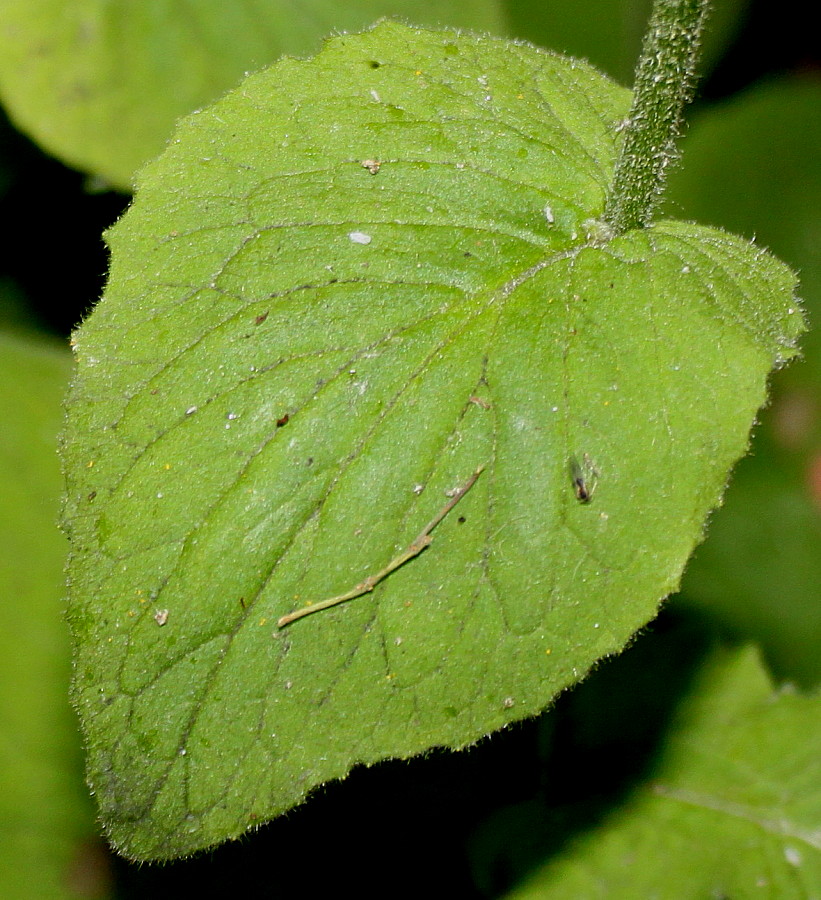 Image of Doronicum pardalianches specimen.