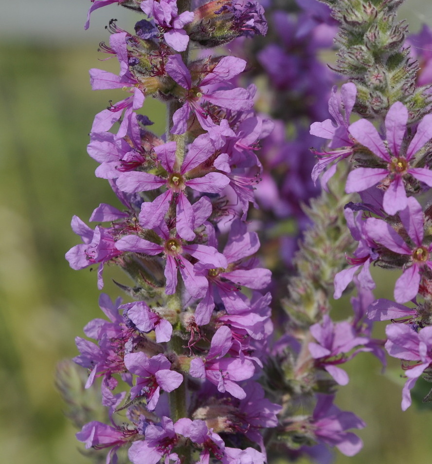 Изображение особи Lythrum tomentosum.