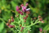 Galatella fastigiiformis. Соцветия. Узбекистан, Ташкентская обл., зап. отроги Чаткальского хр., гора Бол.Чимган. 13.07.2013.