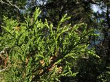 Juniperus foetidissima