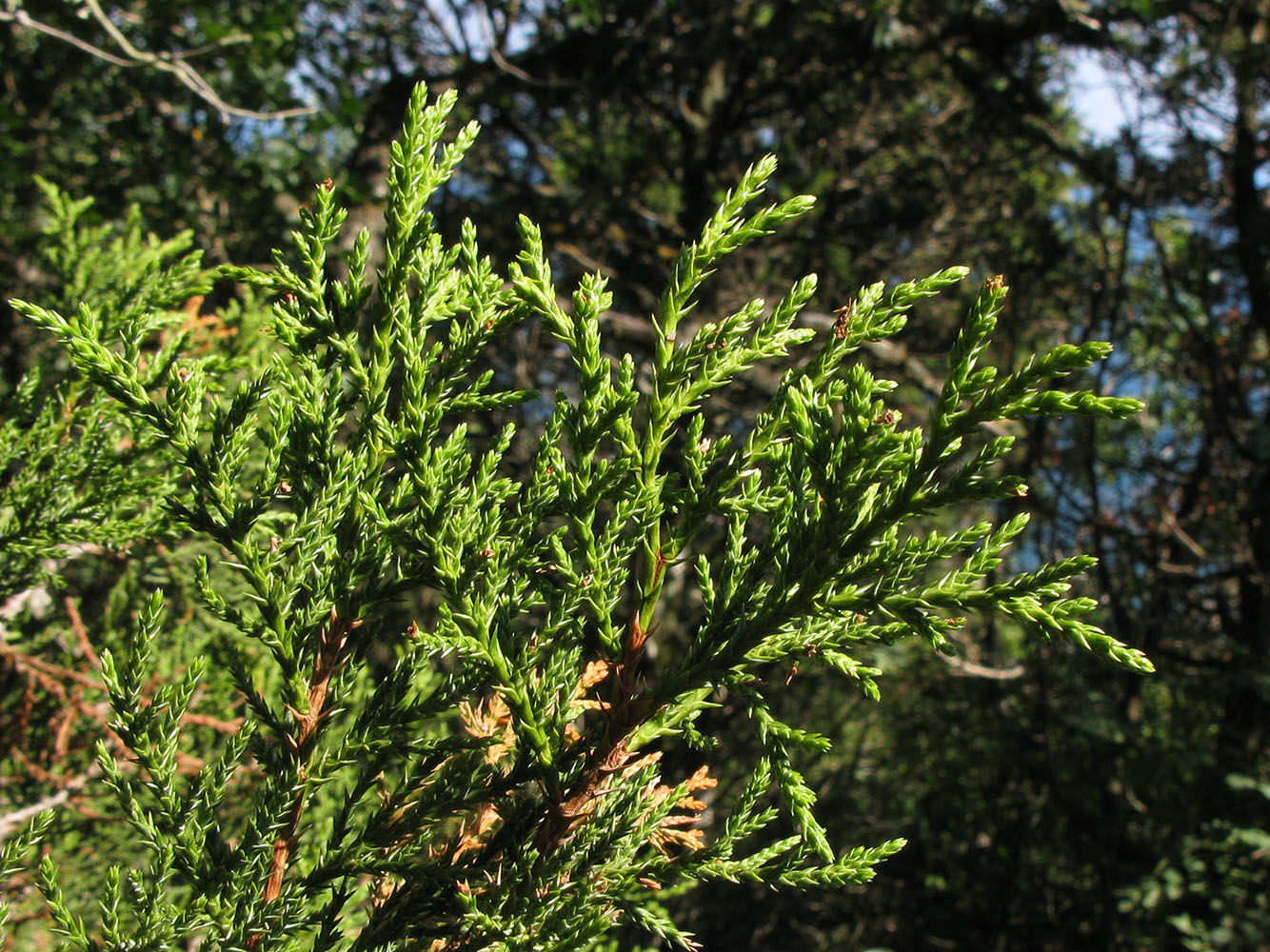 Изображение особи Juniperus foetidissima.