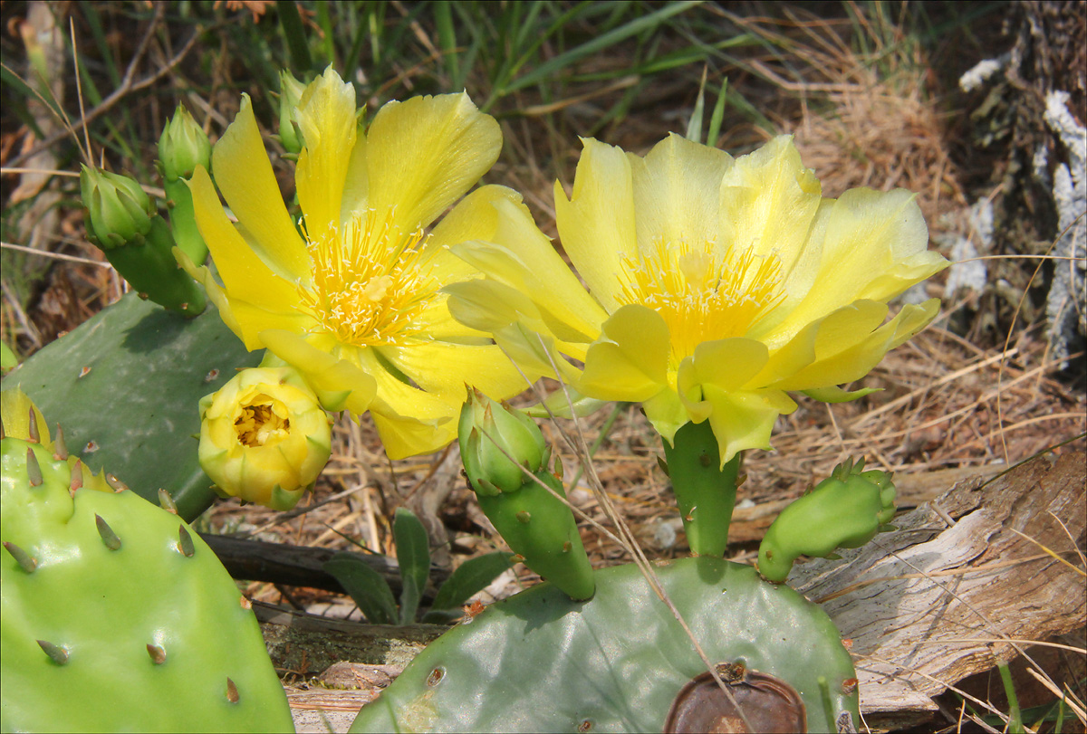 Изображение особи Opuntia humifusa.