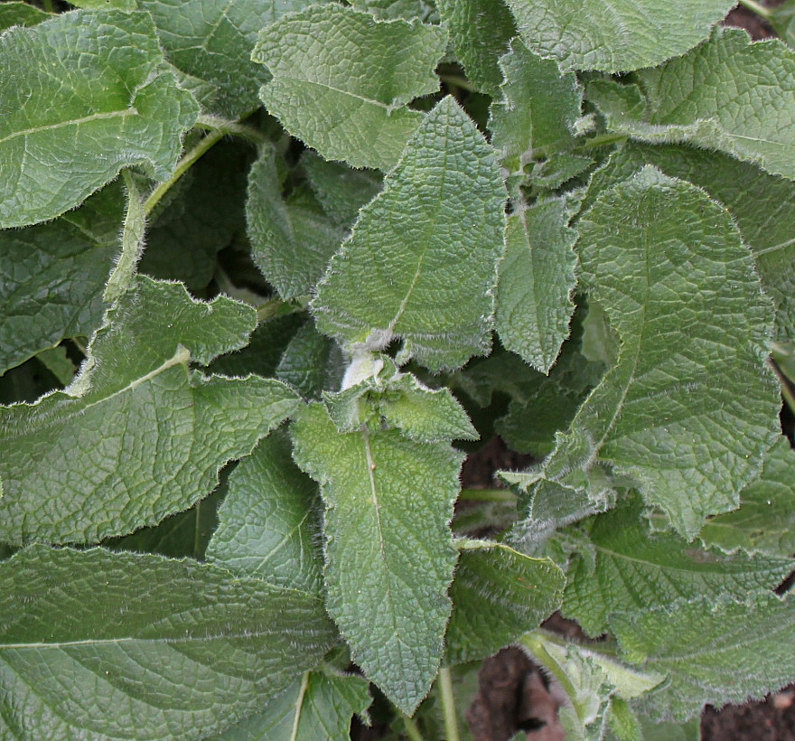 Изображение особи Salvia verticillata.