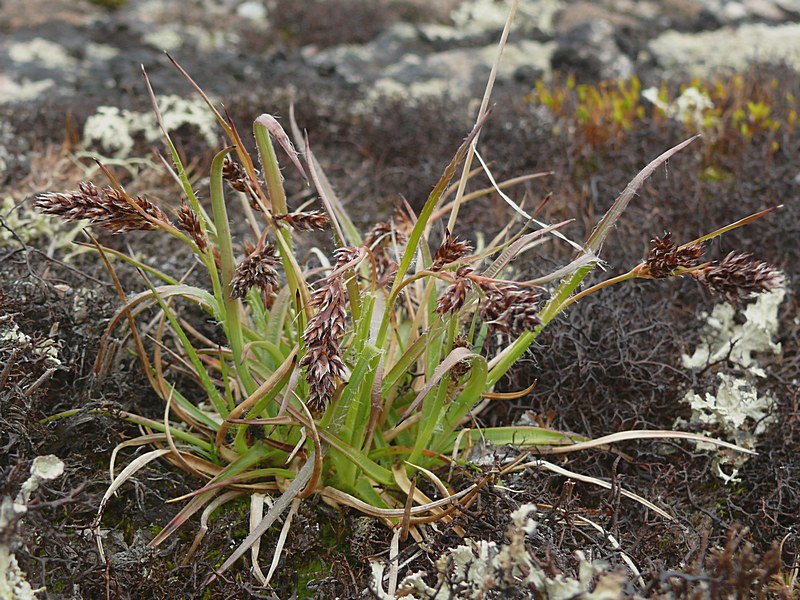 Image of Luzula spicata specimen.