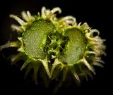 Torilis japonica