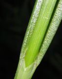 Carex pseudocyperus