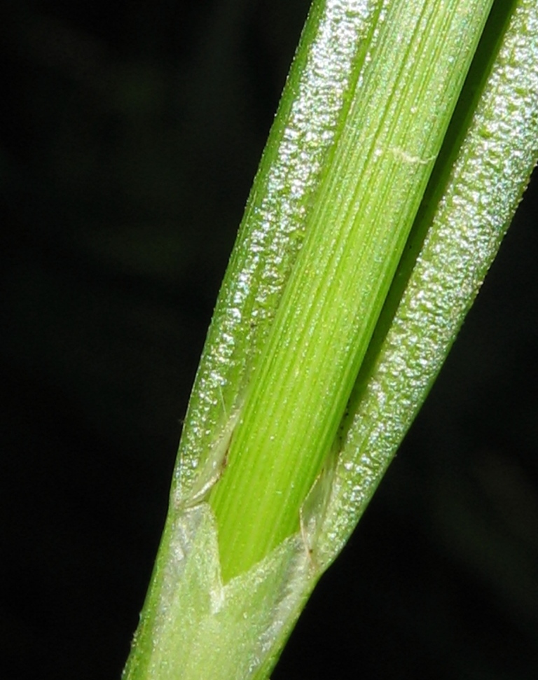 Image of Carex pseudocyperus specimen.