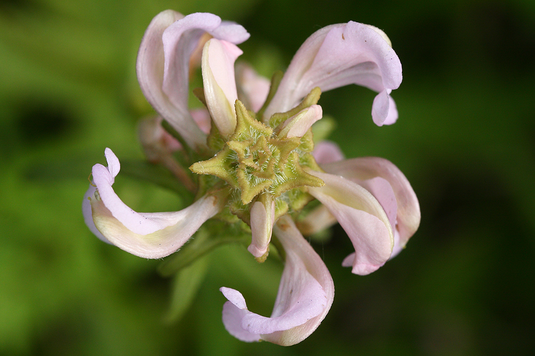 Image of Pedicularis resupinata specimen.