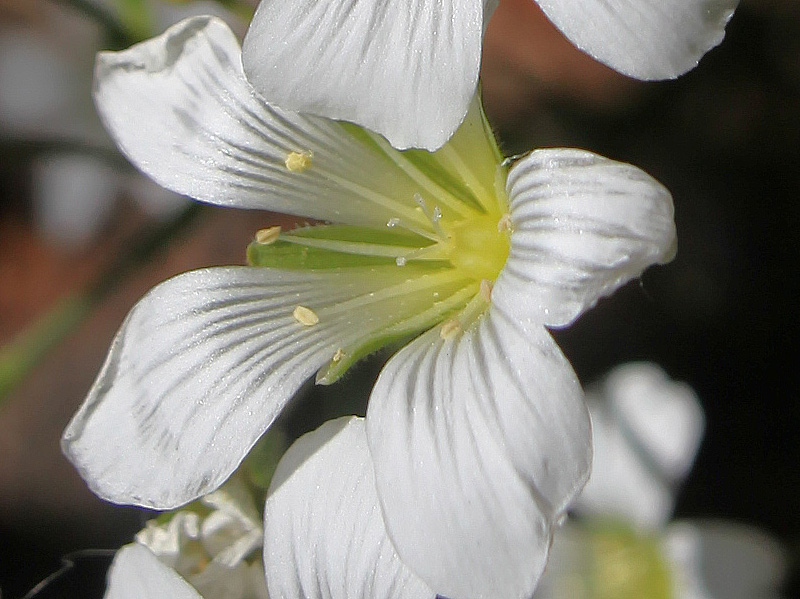 Image of Minuartia circassica specimen.