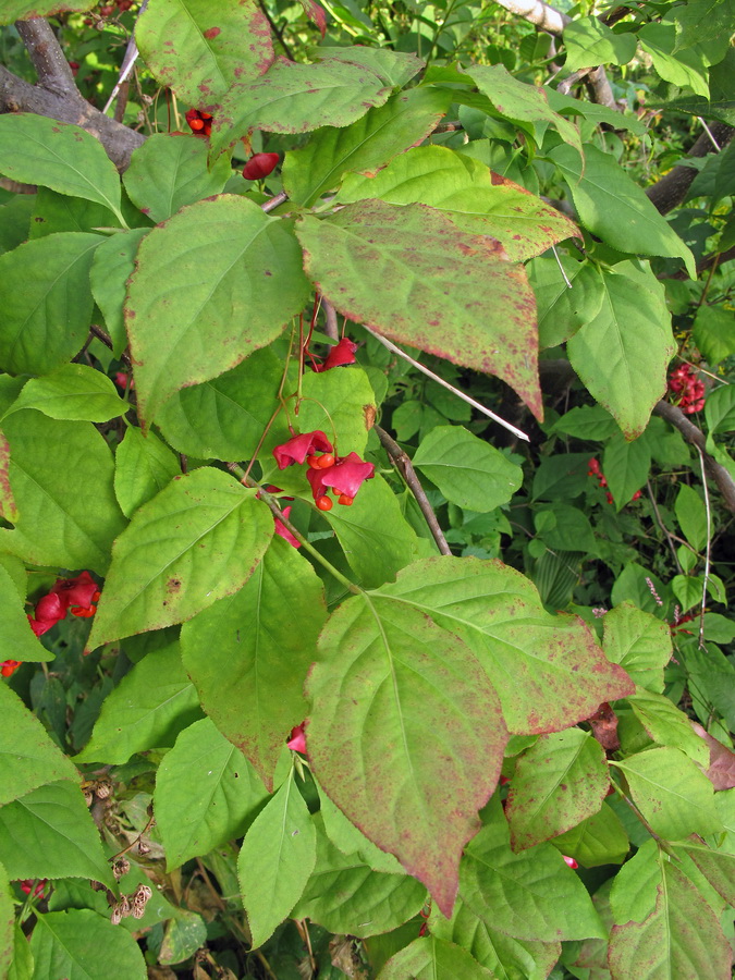 Image of Euonymus maximowiczianus specimen.