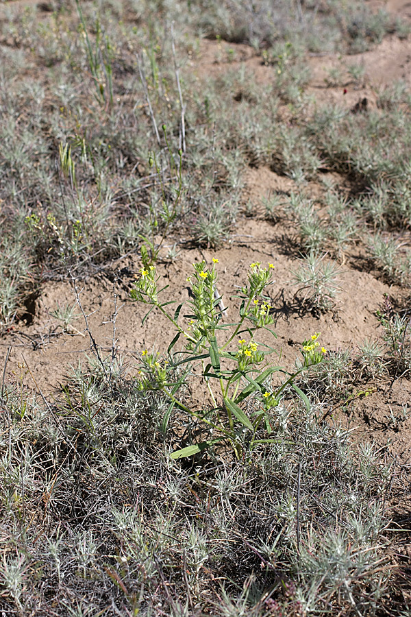 Image of Arnebia decumbens specimen.