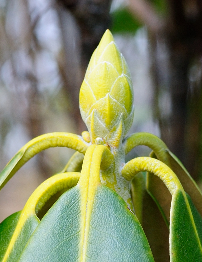 Изображение особи род Rhododendron.