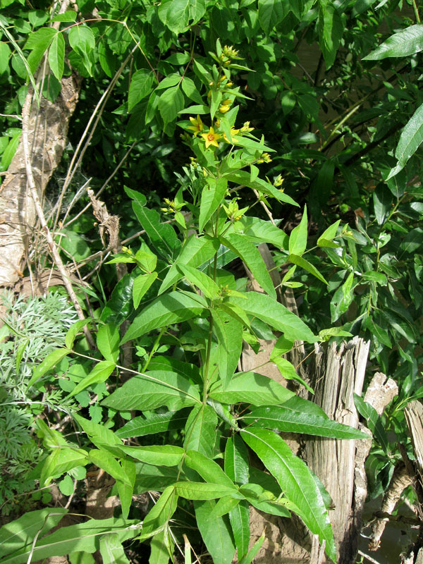 Image of Lysimachia vulgaris specimen.