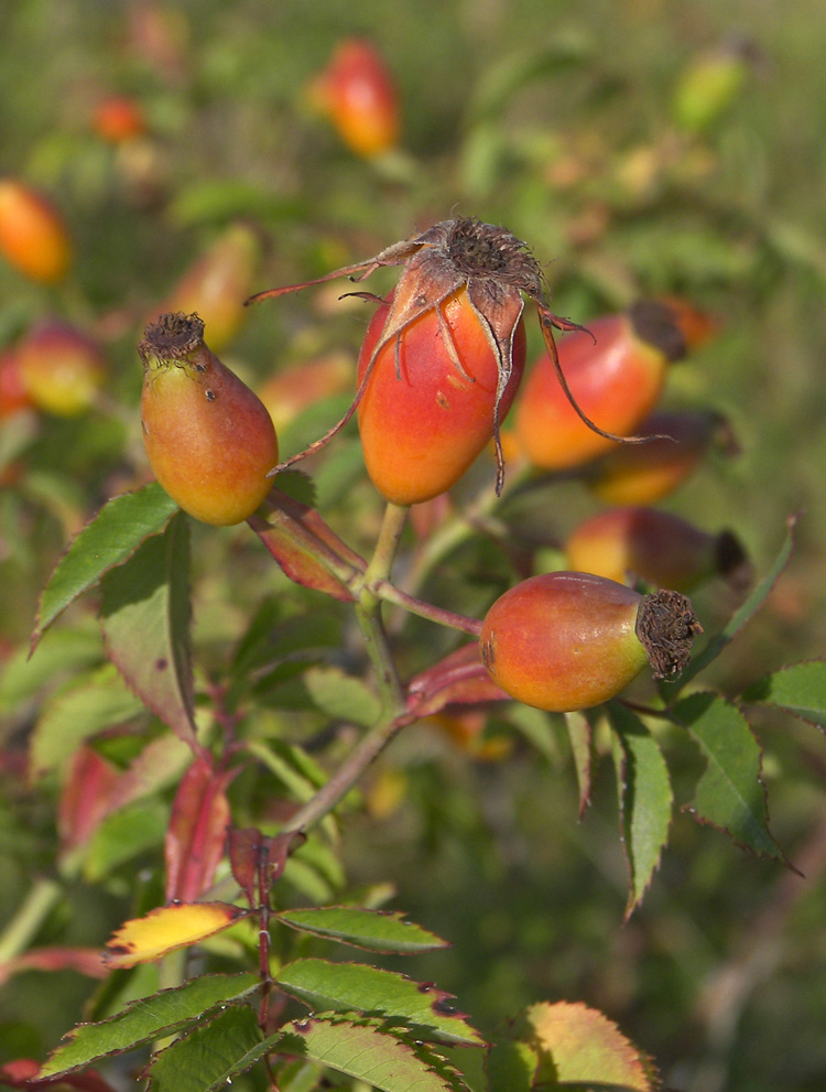 Изображение особи Rosa canina.