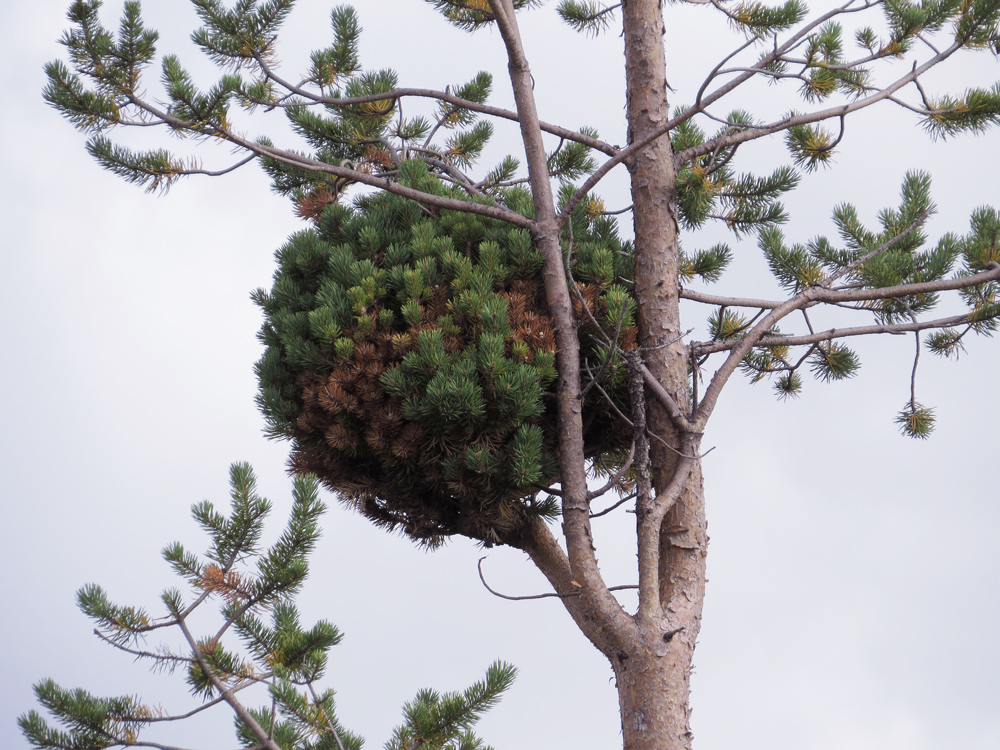 Изображение особи Pinus friesiana.