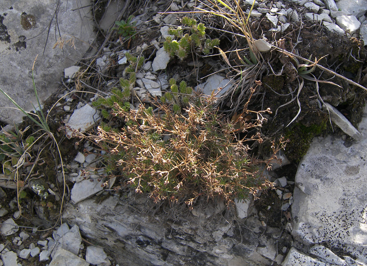 Image of Asperula pedicellata specimen.