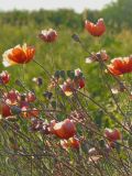 Papaver rhoeas