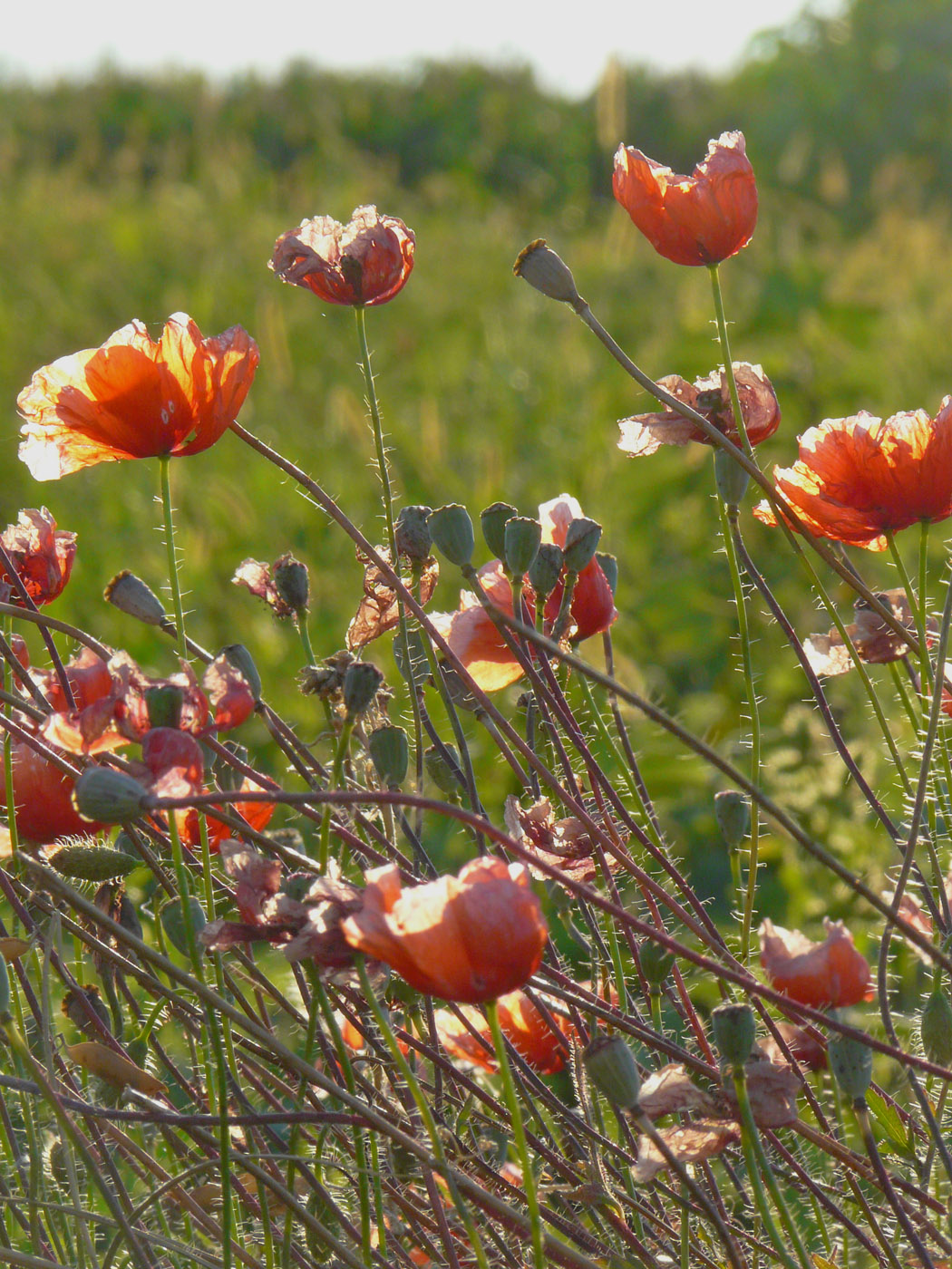 Image of Papaver rhoeas specimen.